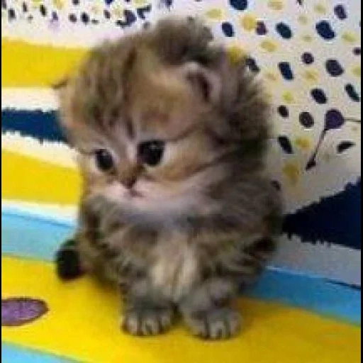 chat, les animaux sont mignons, shelley kitten mignon, les plus mauvais chats, kitty milashki les mondes les plus mignons aux larmes