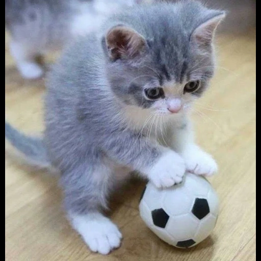 cat, the kitten is gray, funny kittens, funny cute cats, small funny kittens