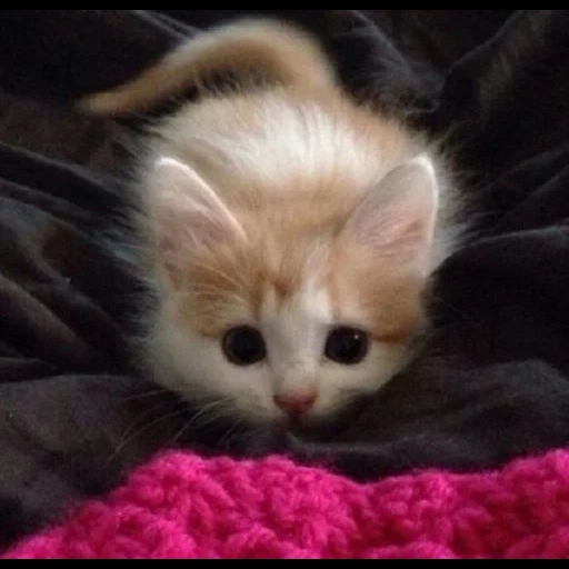 cute cats, cats milashka, very nice kittens, charming kittens, beautiful kittens are small