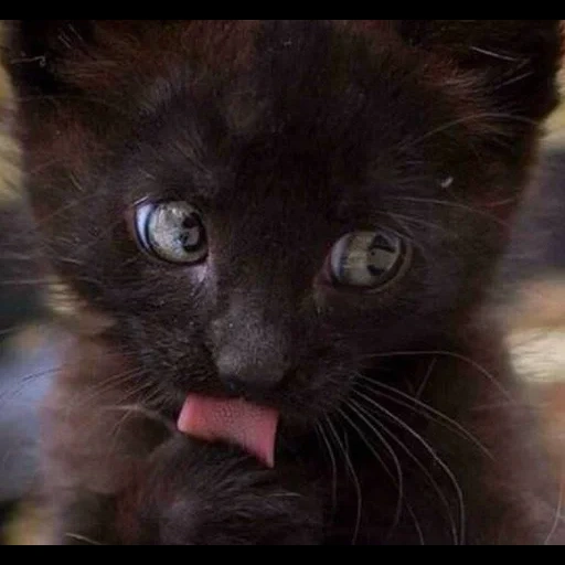 cats, cat, black cat, black cat, black kitten
