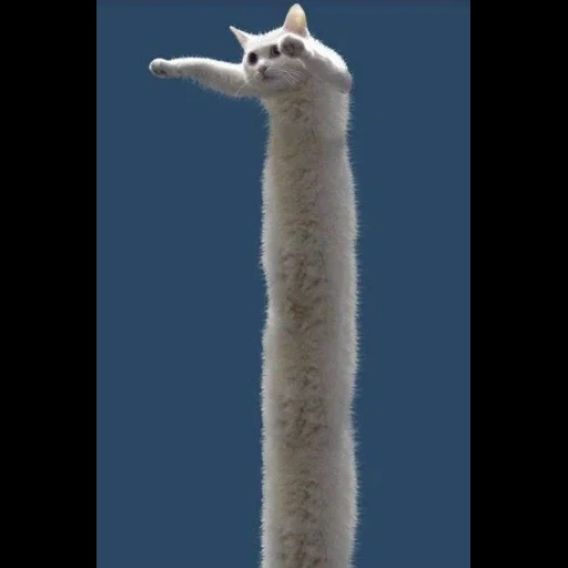 кот, длинный кот, длинная кошка, длинный кот мем, длиннокот нобико
