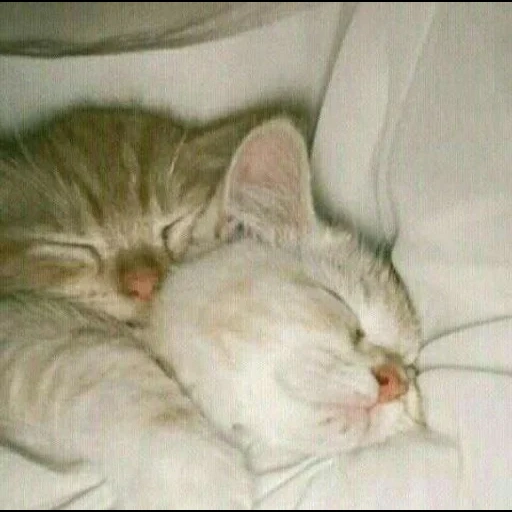 kucing, kucing, seekor kucing, catets love, anak kucing tidur