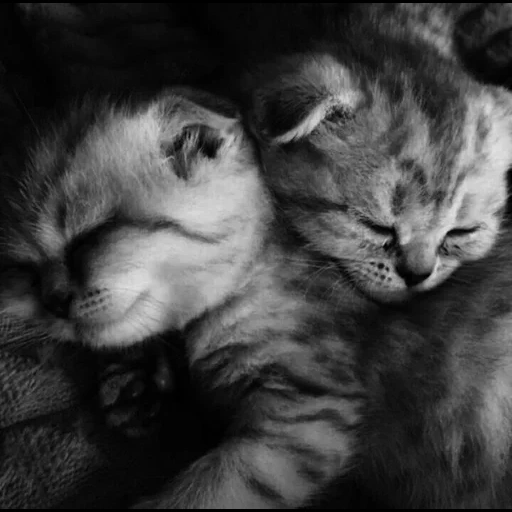gatto, kitty kittens, gatti animali, due gatti carini, i gatti sono abbracciati