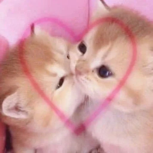 cute cats, cute kittens, i kiss a kitten, two cute cats, two kittens are cute