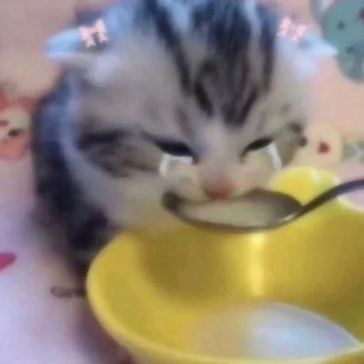 cat, cat, cat, cat, the kitten drinks milk
