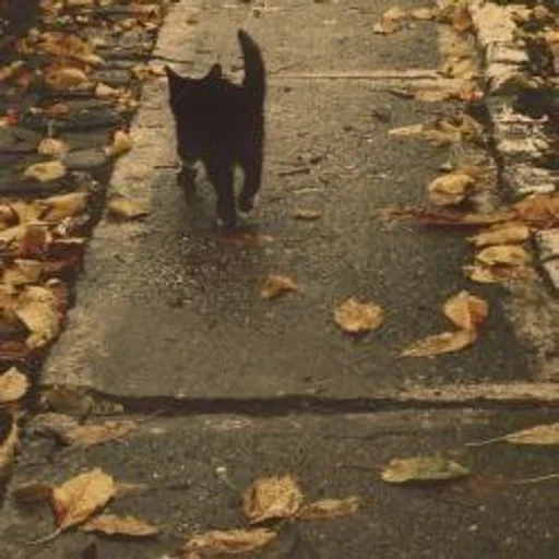 chat, l'automne, cat automne, automne de chat noir, automne dépressif