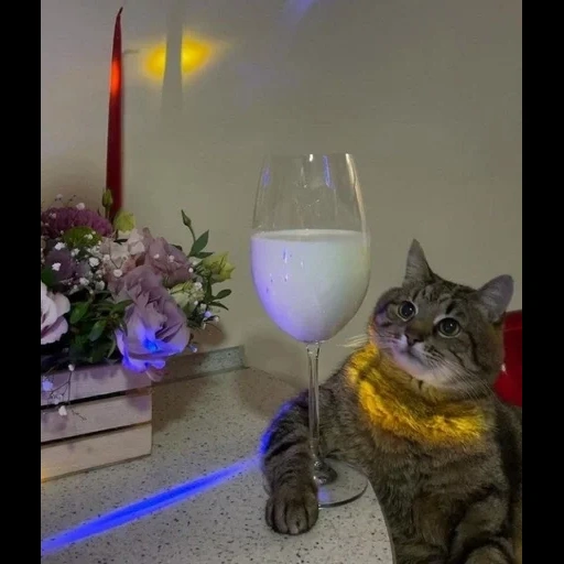 chat, chat chat, chat stepan, chat alcoolique, le chat stepan est le verre