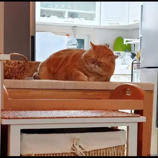 cat, cats, cat, cat cabinet, a ridiculous animal