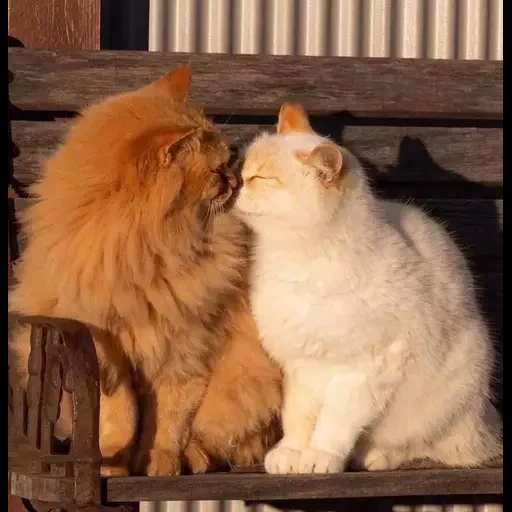 gato, gatos, un gato y un gato, gato animal, besar gato