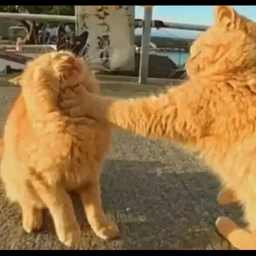 gato, gato rojo, gato rojo, gato divertido, jugar gato rojo