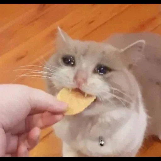 gato, gato, gato de tos, gato llorando para comer, animal alegre