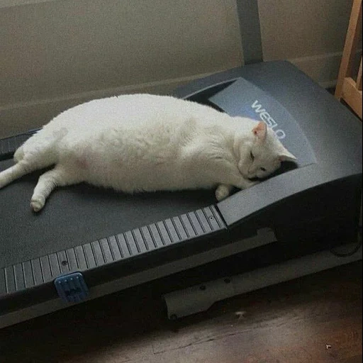 gato, gato gordo, humor de fitness, o gato é muito gordo, animal engraçado