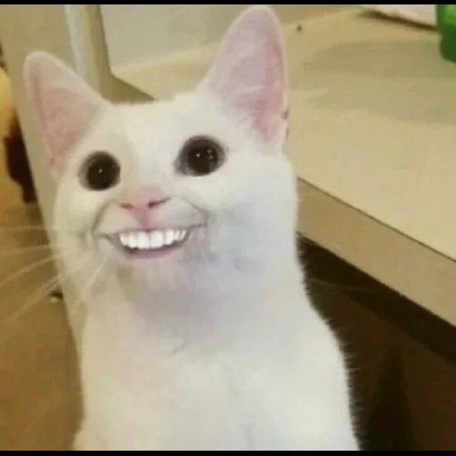 gato, cat meme, motivo de gato, cães marinhos são ridículos, cat bigode