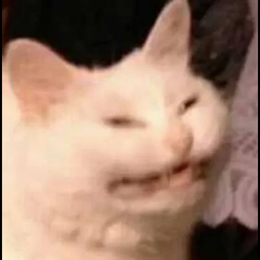 an unbearable cat, cat face meme, cat smile meme, the face of a cat, popular cat memes