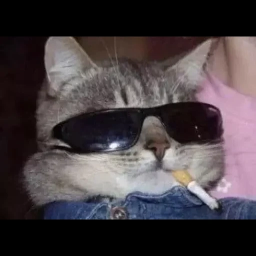 кошка, кот сигарой, counter-strike global offensive