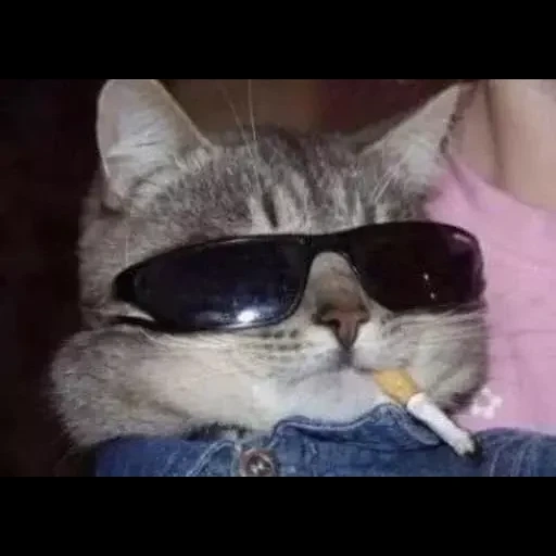 cats, cigar cat, counter-strike global offensive