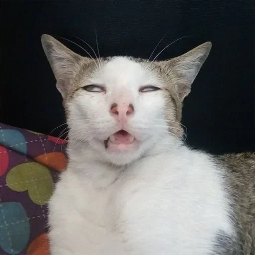 gato de hadas, gato estúpido, cara de gato, gato gracioso, cara de gato ridícula