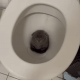 toilet, toilet, situasi, kucing itu menjatuhkan toilet
