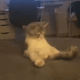 cat, seal, hoba cat, cat gif, funny cat video