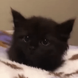 kucing, anak kucing hitam, anak kucing cherebovez hitam, anak kucing hitam paling lucu, anak kucing berbulu hitam