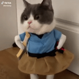 cat dress, cat suit, cat's clothes, kitty clothes, seal suits are cool