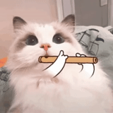 gato, gato, gato de flauta, animal fofo, selo engraçado e fofo