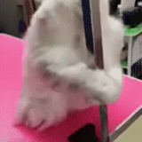 cat, cats are ridiculous, seals are ridiculous, funny gif, cute cats are funny