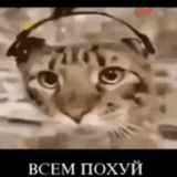 der kater, katzenflexitis, lustige katzen, das katzenkopfhörer meme