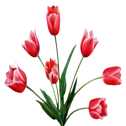 фон тюльпаны, тюльпаны белом фоне, тюльпаны прозрачном фоне, красные тюльпаны белом фоне, фловерс flowers цветы тюльпаны