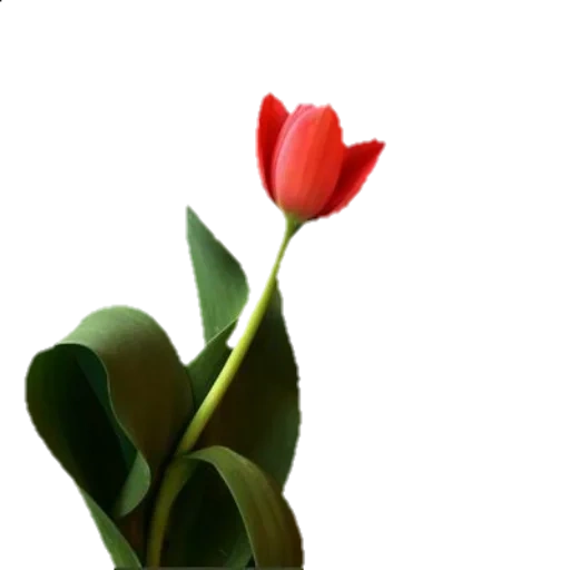 цветы, тюльпаны, цветок тюльпан, букет тюльпанов, тюльпаны красные