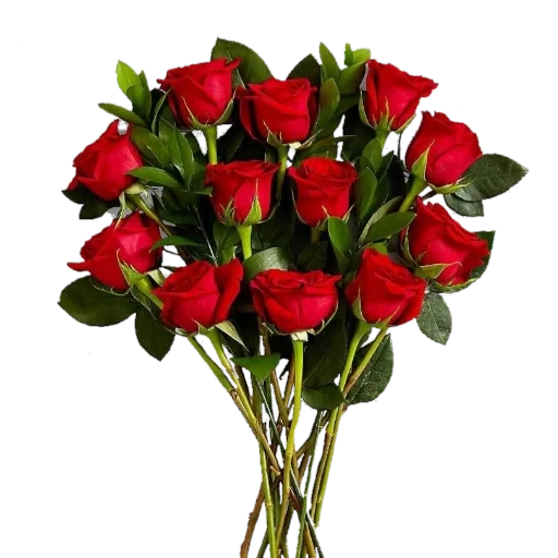 red rose bouquet, букет красных роз, роза эксплорер букет, красивые цветы букеты