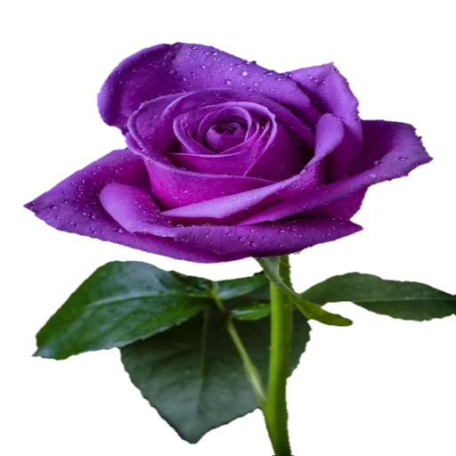 сиреневые розы, фиолетовая роза, роза lilac rose, цветы фиолетовые, фиолетовые розы белом фоне