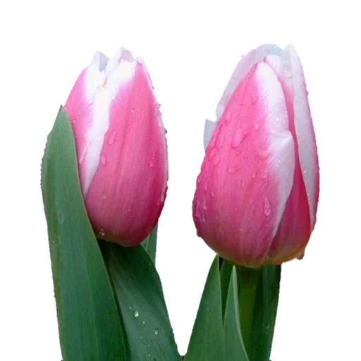 тюльпаны, тюльпан камалия, тюльпан розовый, красивый тюльпан, тюльпан триумф копекс