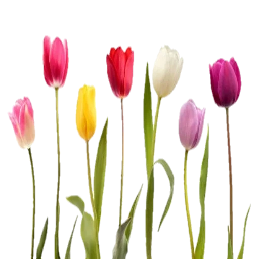 тюльпаны, тюльпаны поле, цветы тюльпаны, цветные тюльпаны, тюльпаны разных цветов
