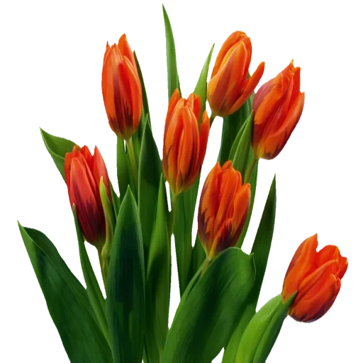 тюльпаны, тюльпаны клипарт, оранжевые тюльпаны, оранжевые тюльпаны букет, тюльпан энкель оранжевый