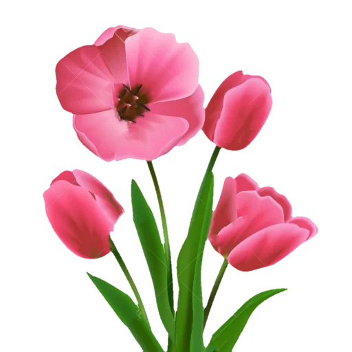 цветы, цветок тюльпан, розовые тюльпаны, клипарт тюльпаны, тюльпаны иллюстрация
