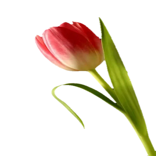 тюльпаны, тюльпаны цветы, красный тюльпан, тюльпаны розовые, тюльпаны прозрачном фоне