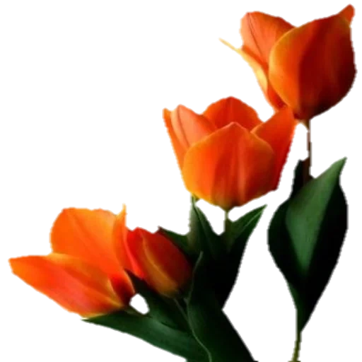 тюльпаны, клипарт цветы, цветы тюльпаны, букет тюльпанов, тюльпаны оранжевые