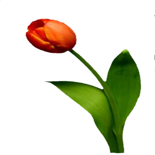 тюльпаны, тюльпан детей, лист тюльпана, цветы тюльпаны, стебель тюльпана