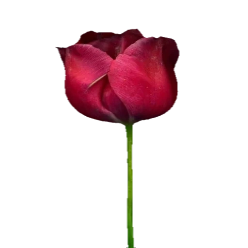 роза бутон, тюльпан розовый, тюльпан маджента, фиолетовые тюльпаны, красный тюльпан бутон