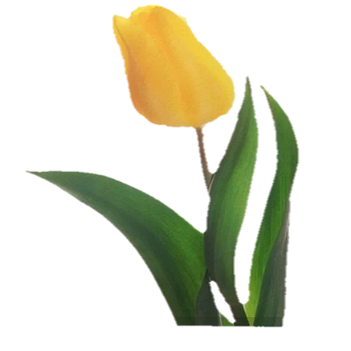 тюльпаны, цветок тюльпан, жёлтые тюльпаны, тюльпан стронг голд, жёлтые тюльпаны реми3с