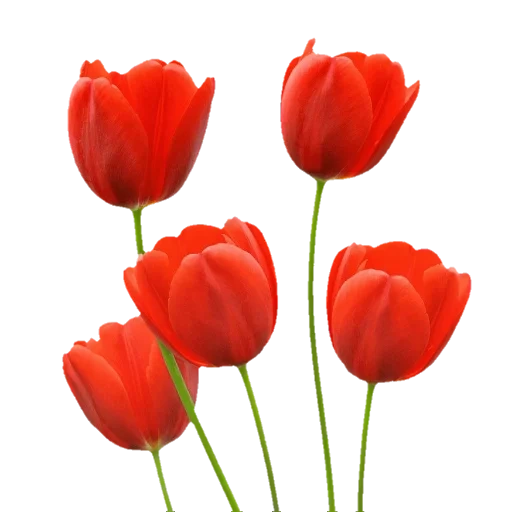 тюльпаны, цветок тюльпан, тюльпаны красные, тюльпаны силуэт красный, красный тюльпан искусственный белом фоне