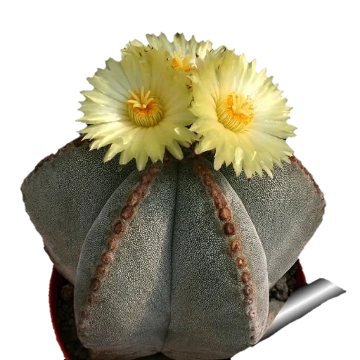 астрофитум, astrophytum, астрофитум астериас, astrophytum coahuilense, astrophytum myriostigma