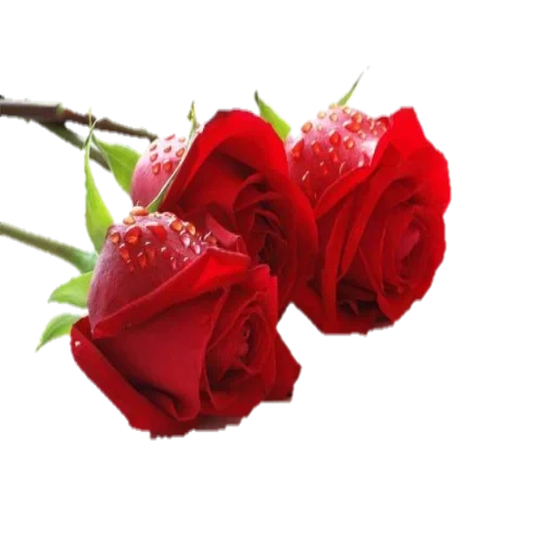 розы, цветы, красные розы, happy marriage, открытки buenos dias tesoro