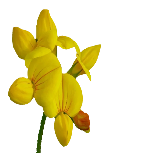 лядвенец, желтые цветы, цветы желтого цвета, желтые полевые цветы, лядвенец рогатый lotus corniculatus