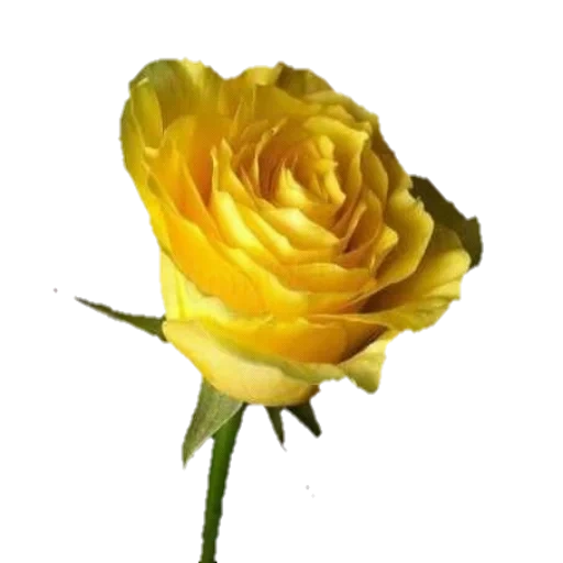 желтые розы, роза голден, желтые цветы, цветы желтые розы, обои рабочий стол желтые розы