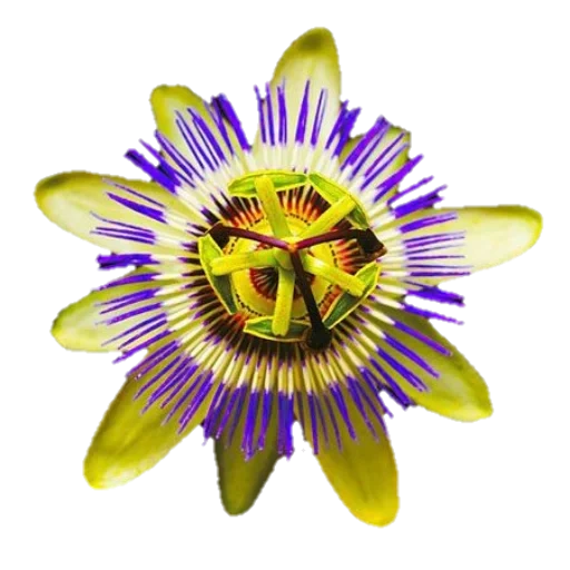 пассифлора, passiflora, маракуйя цветок, цветок пассифлора, пассифлора белом фоне