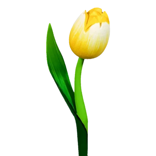 тюльпаны, белый тюльпан, тюльпаны желтые, тюльпан желтый стенгель, желтые тюльпаны без фона