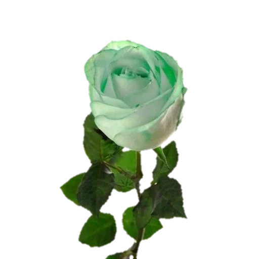 роза стебле, роза тиффани эквадор, роза тиффани зеленый, стабилизированная роза стебле, роза мятная стабилизированная