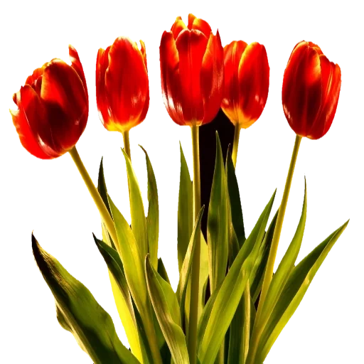 тюльпаны, тюльпан фон, цветок тюльпан, тюльпан miranda, красный тюльпан